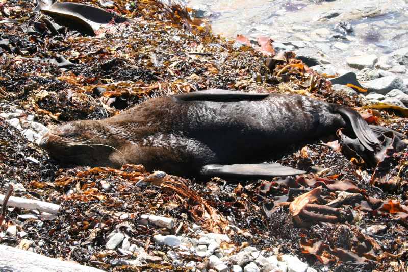 Nieuw-Zeeland 2011 - 1108